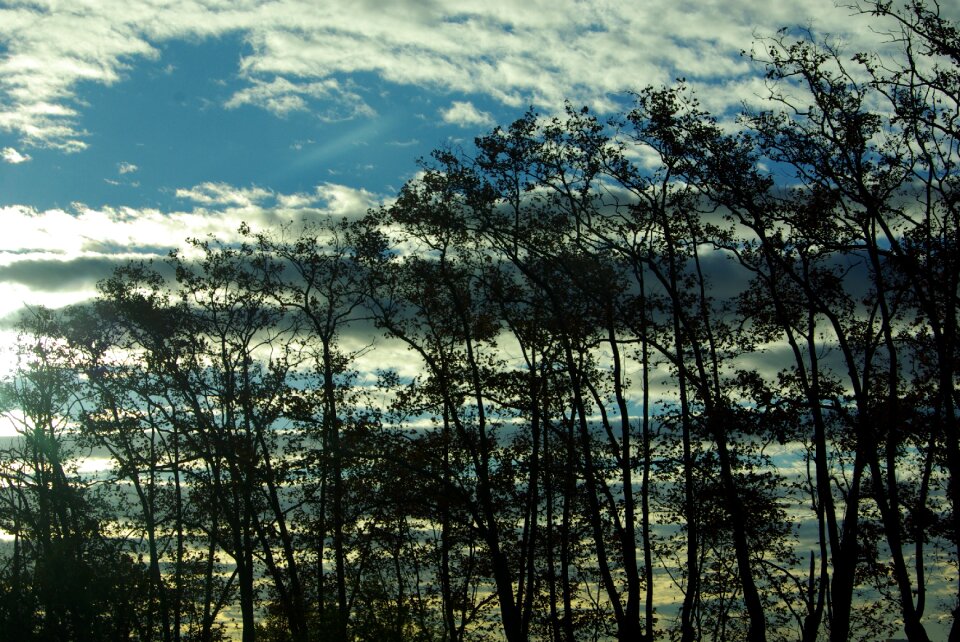 Sky dawn trees
