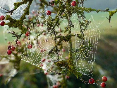 Insects dew autumn