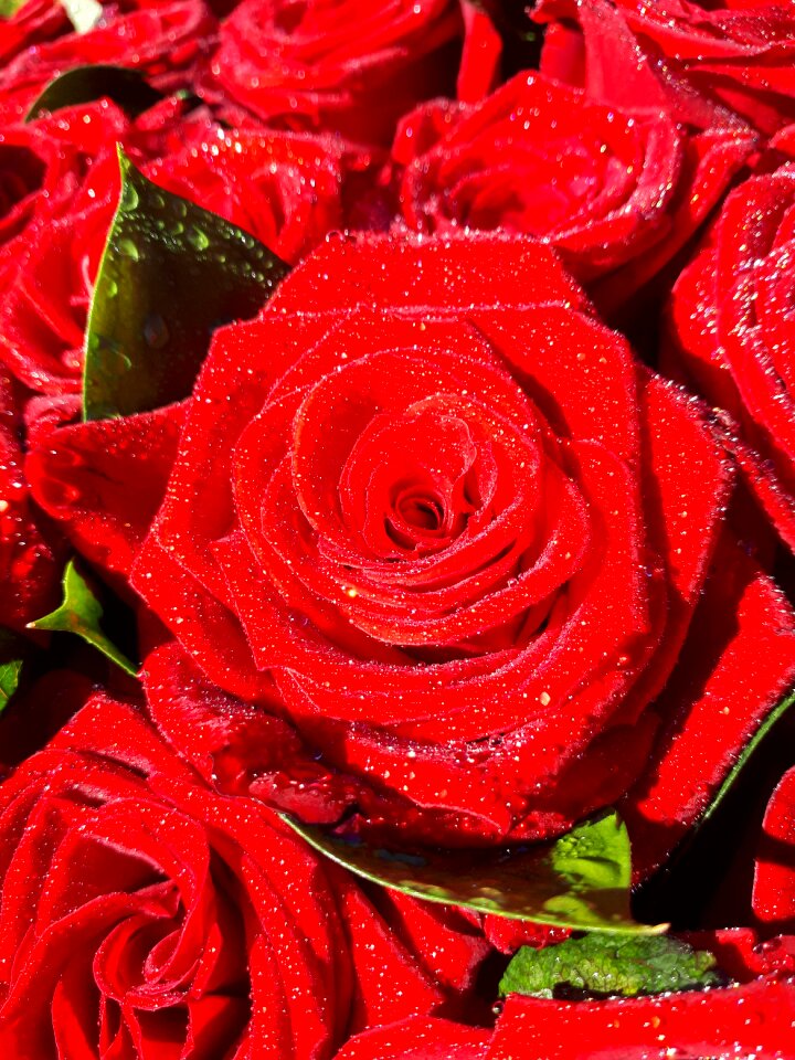 Bouquet macro drops