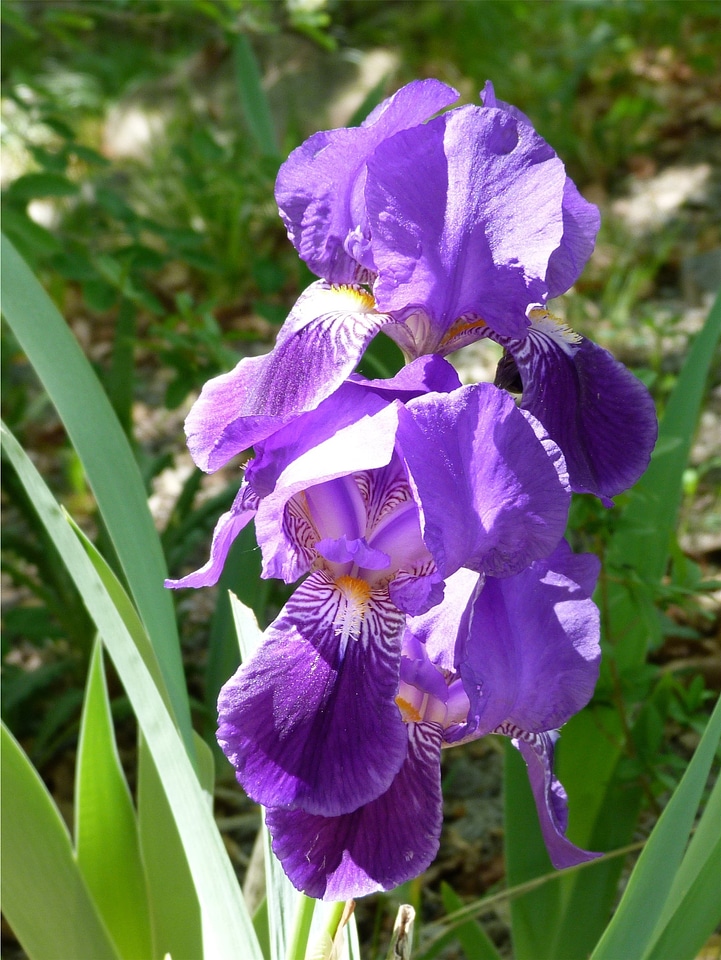 Nature spring blossomed photo