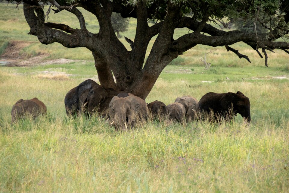 Elephant tree serengeti