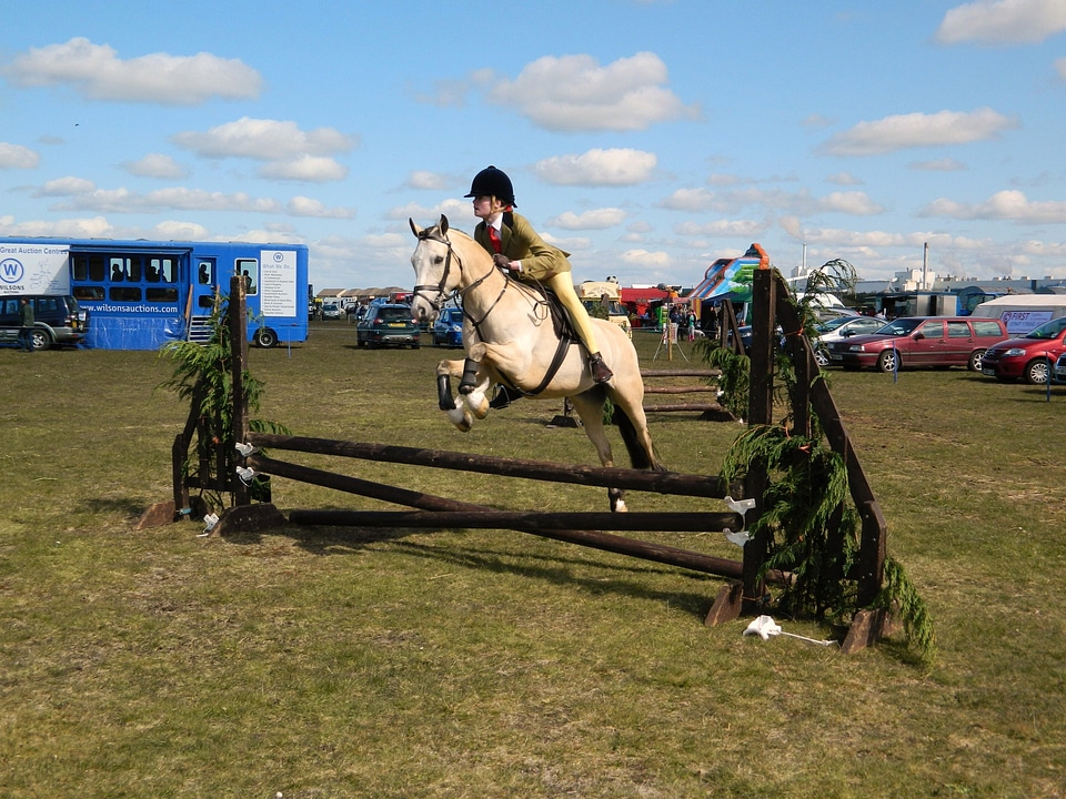 Jumping horses animal