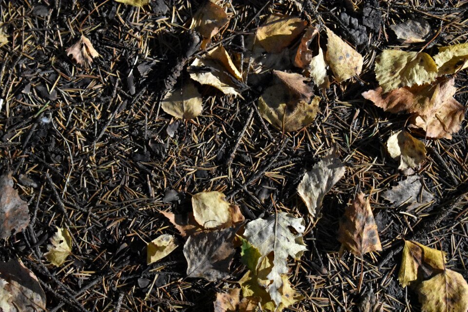 Background texture nature