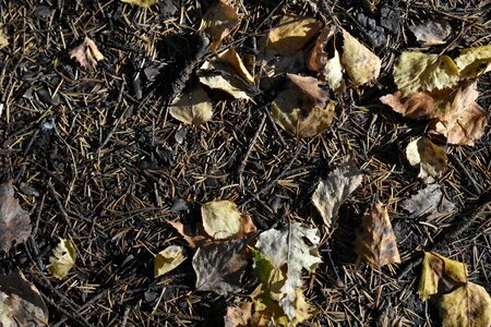 Background texture nature