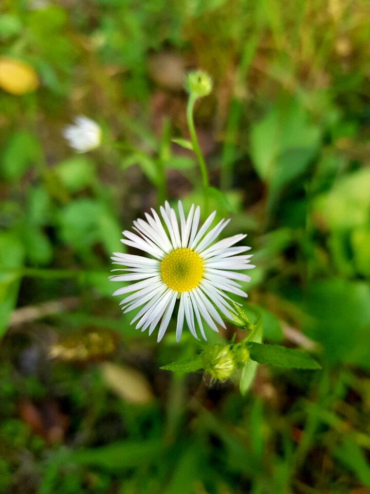 Flowers summer flora