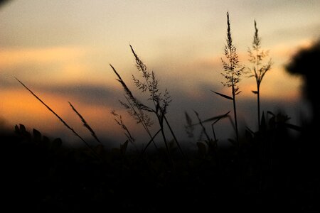Nature scenic twilight photo