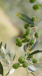 Olive grove tuscany italy