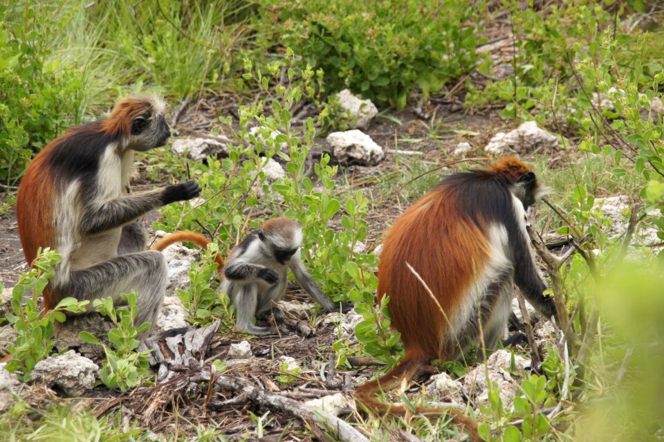 Africa wild primate