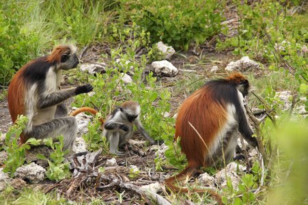 Africa wild primate