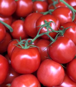 Food tomatoes raw photo