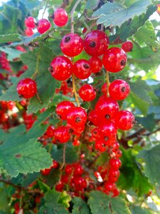 Nutrition healthy ripe