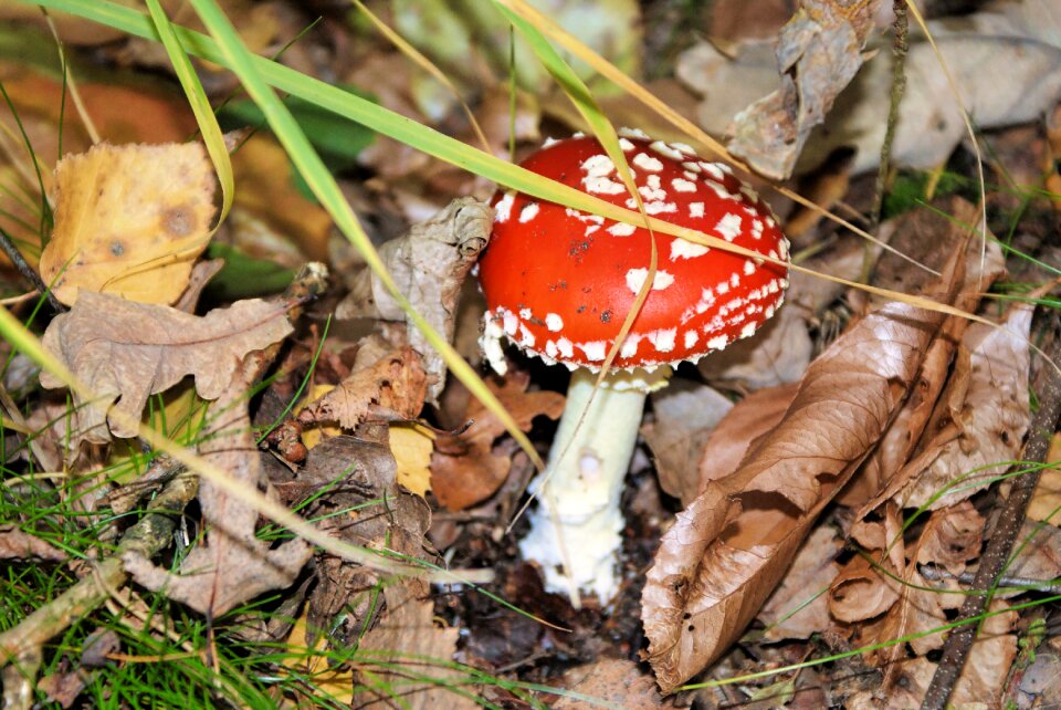 Mushroom forest nature