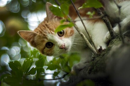 Animal cat cute photo