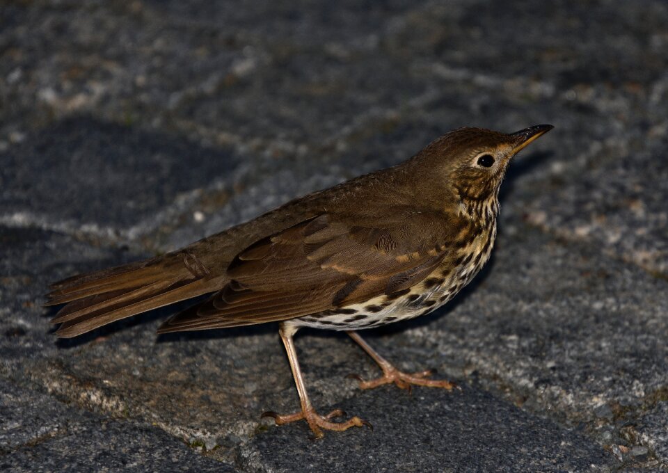 Animal nature songbird