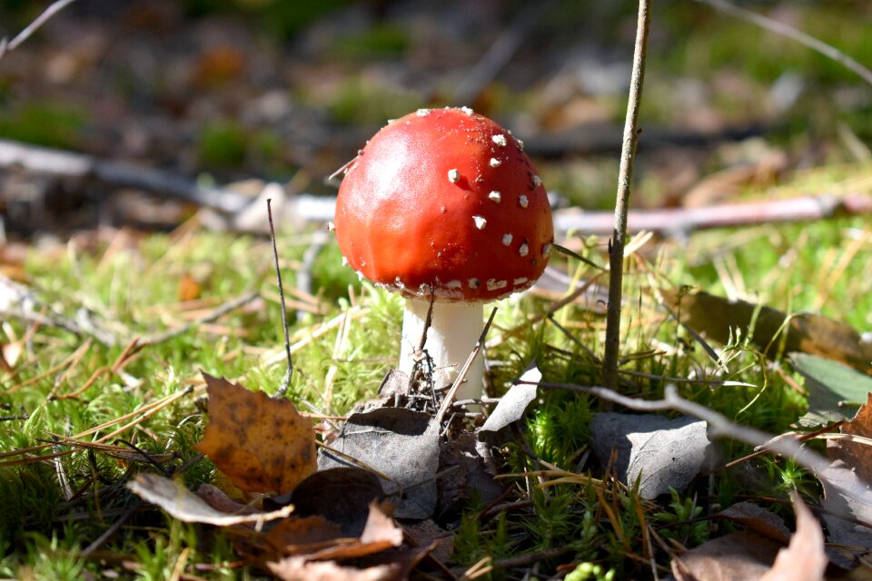 Red mushroom in the fall of