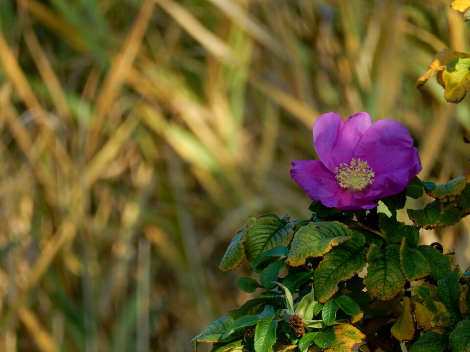 Violet blossom bloom
