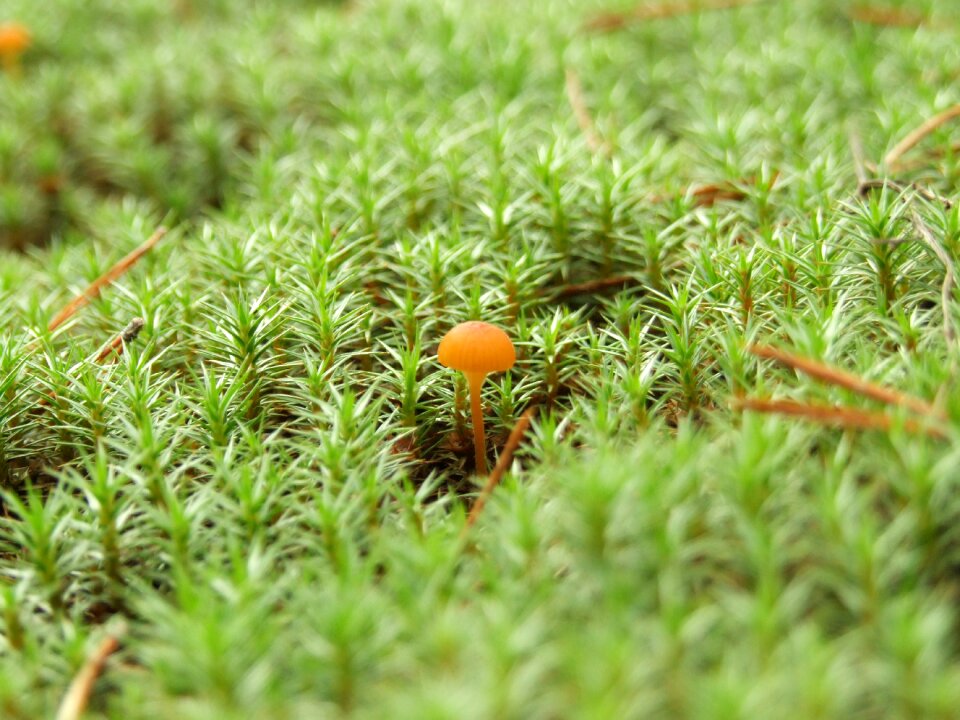 Moss macro forest