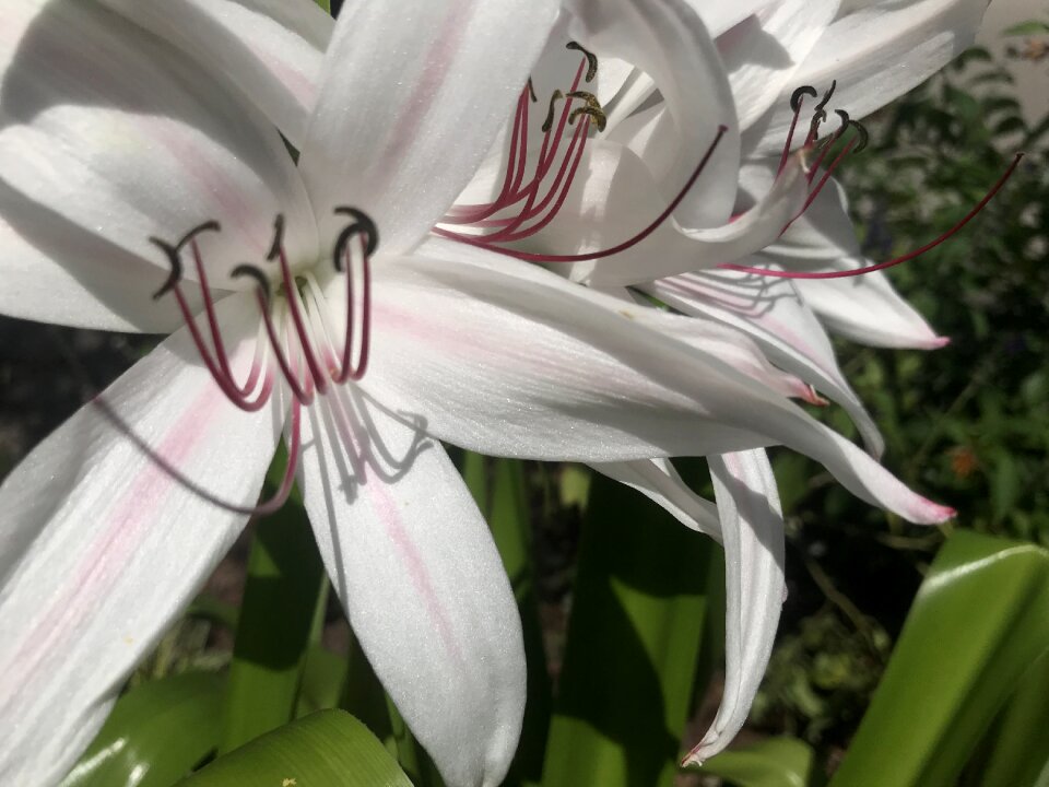 Floral plants bloom