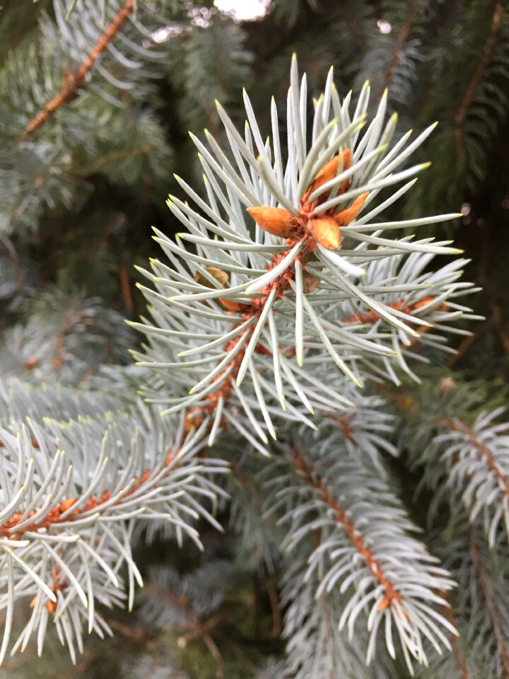Forest needles trees