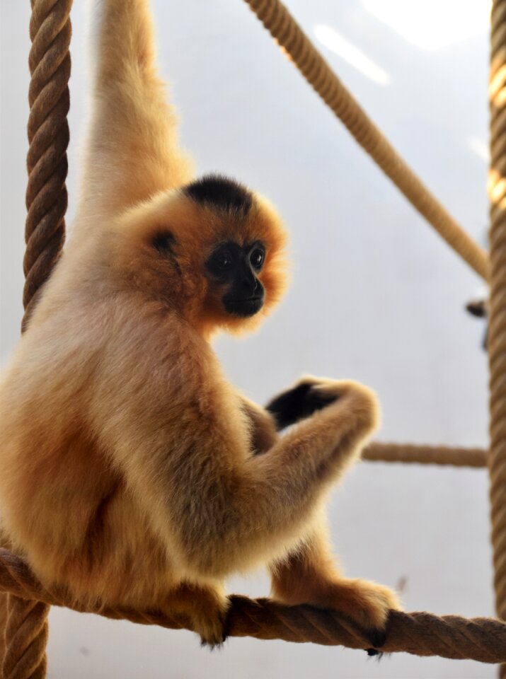 Zoo mammals primate photo