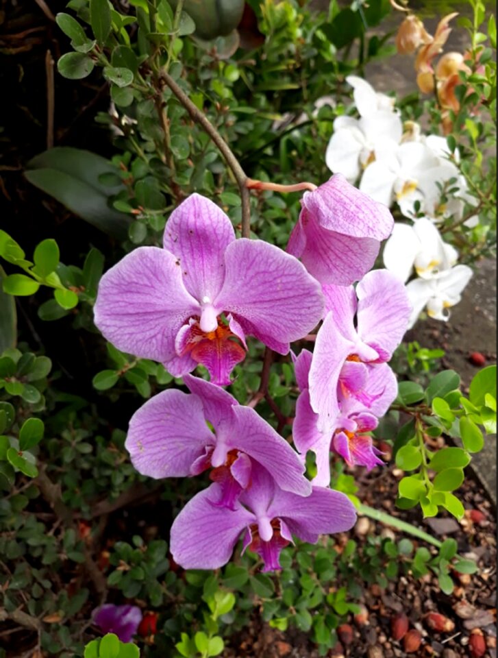 Nature orchids flowers