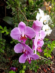 Nature orchids flowers