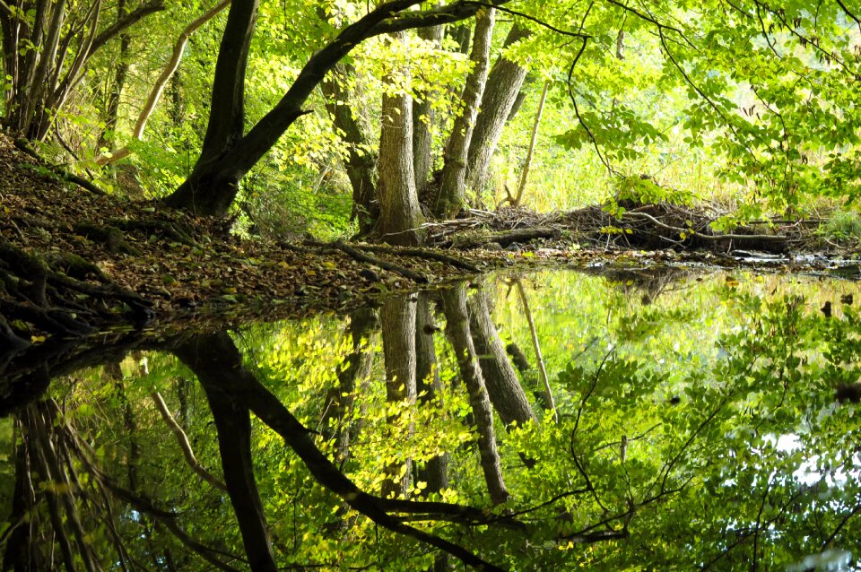 Trees lake water photo