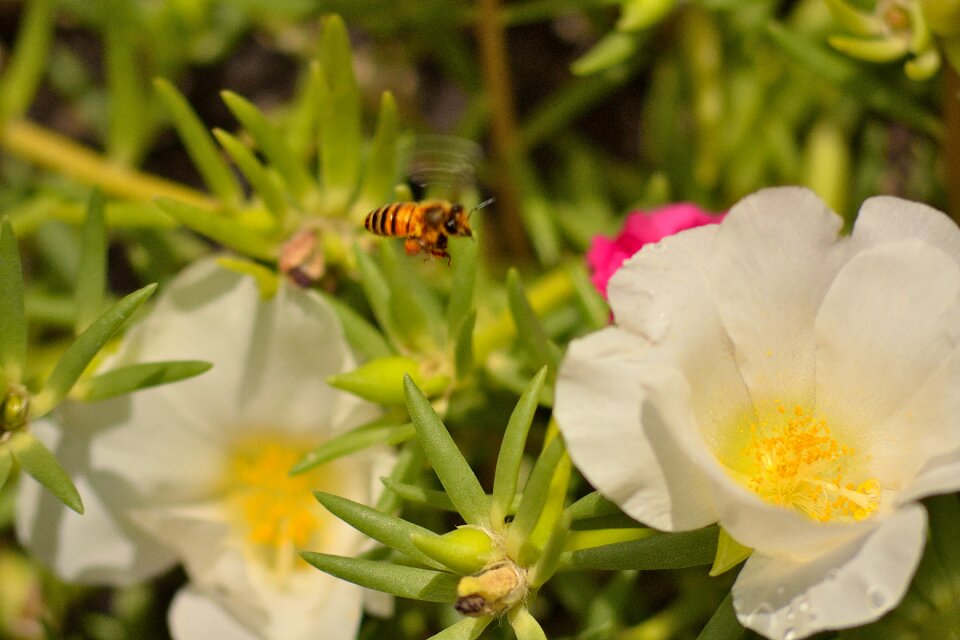 Bee insects pollination