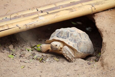 Armored nature tortoise shell photo