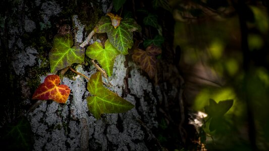 Leaves nature forest photo