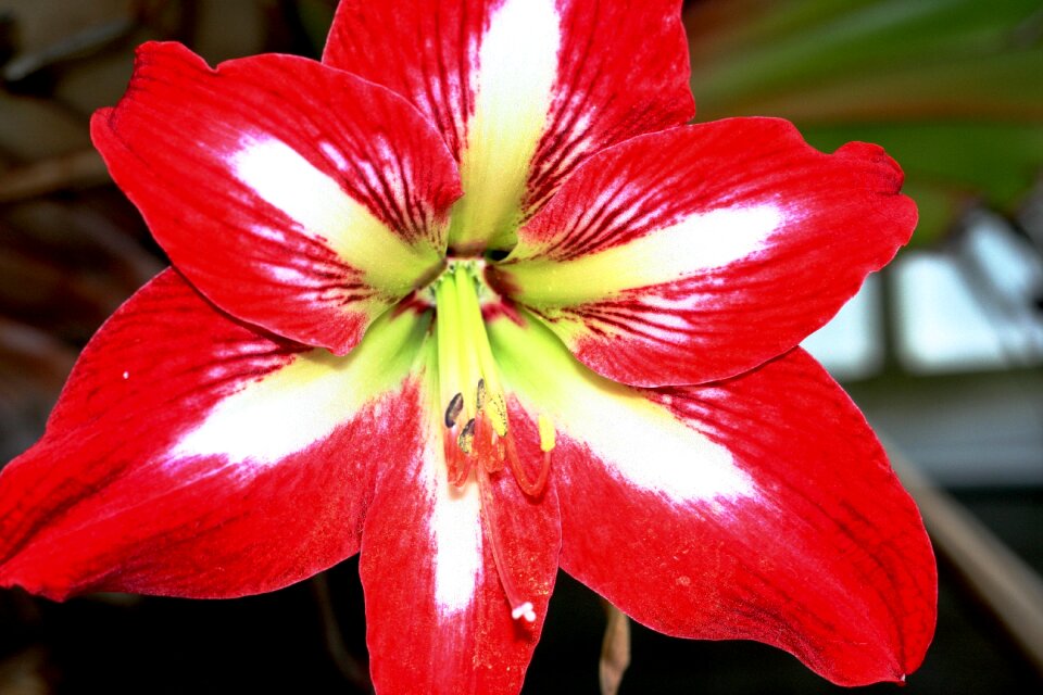 Botanic nature plant