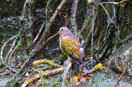 Bird rainforest wet