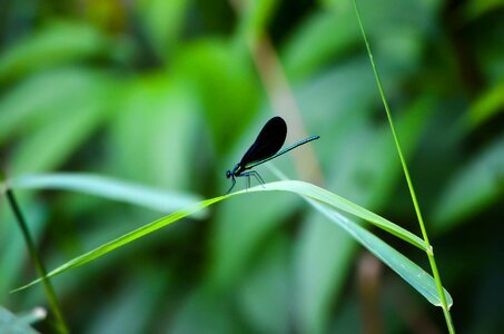 Nature insect wing photo