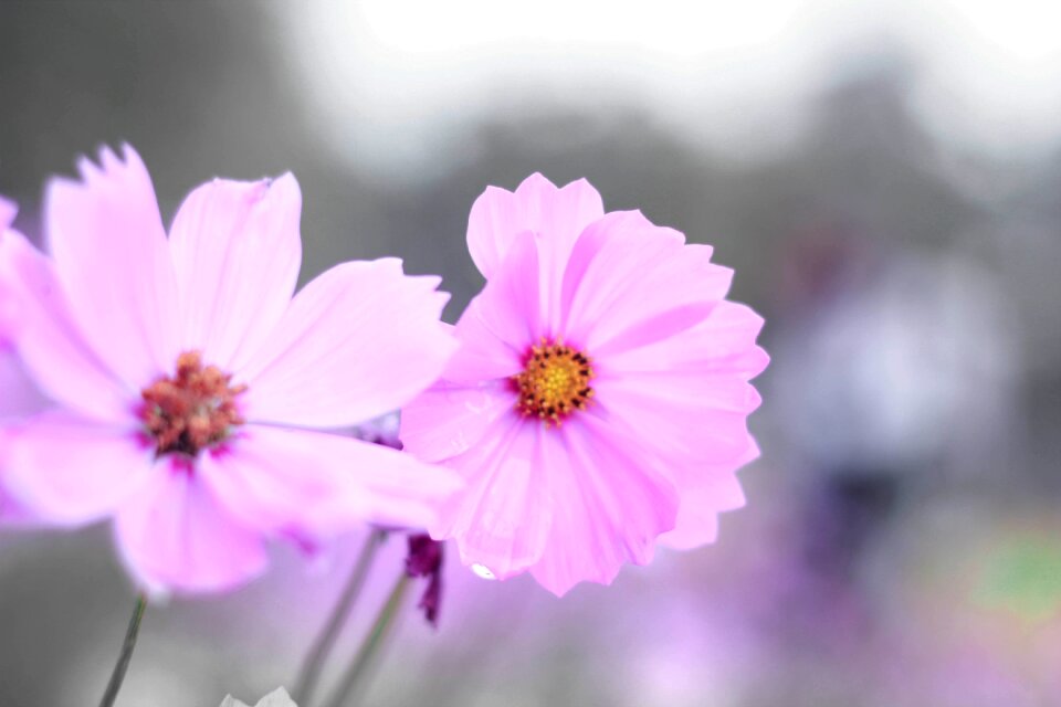 Outdoor nature gentle