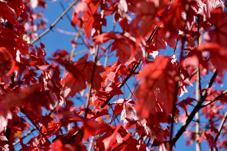 Blue sky sun color