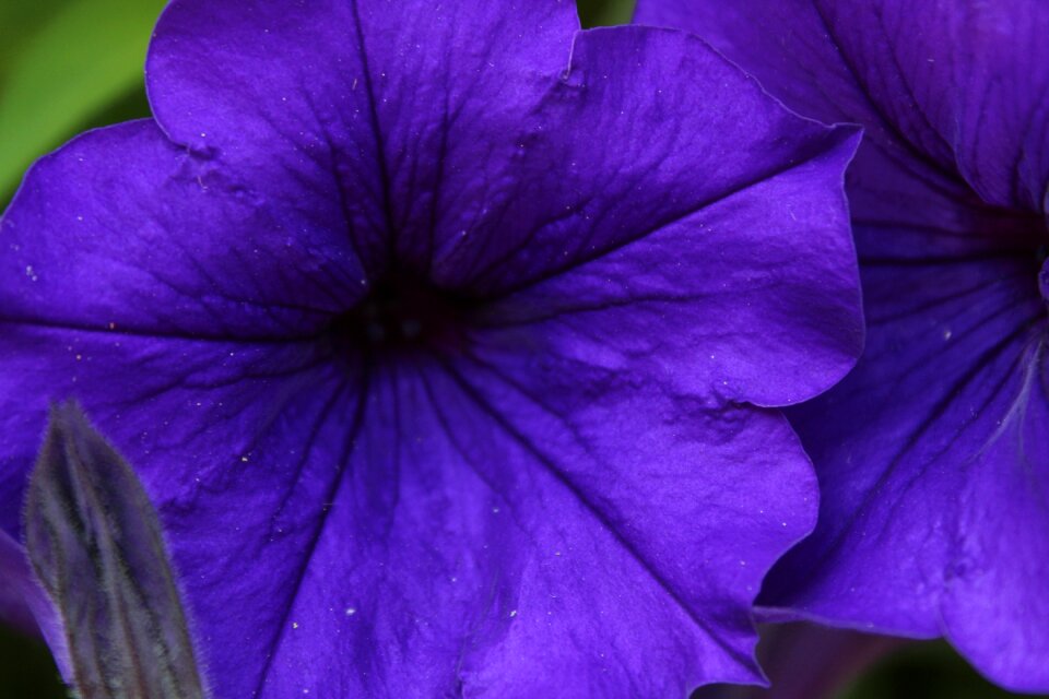 Plant flowers garden