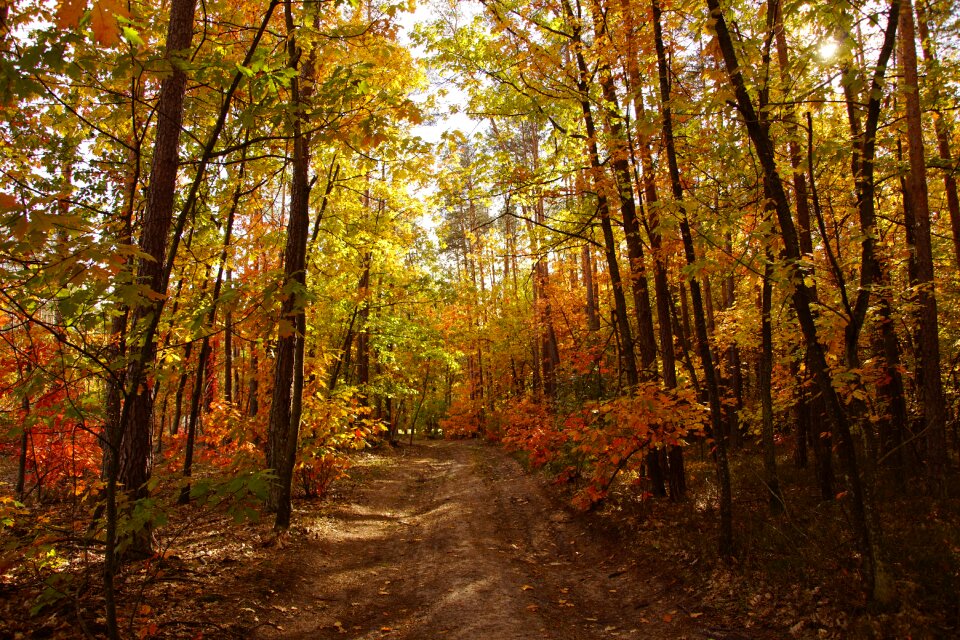 Forests tree foliage