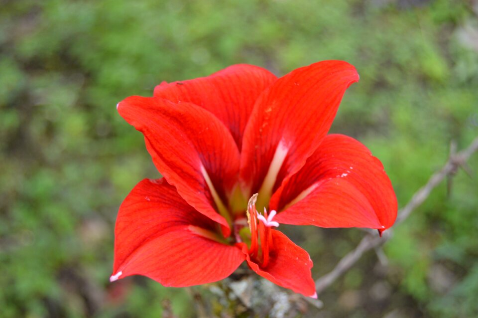 Petals love color
