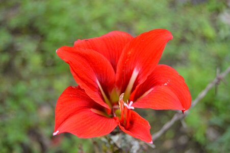 Petals love color