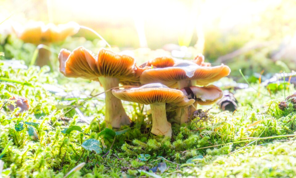 Autumn fungus muscaria