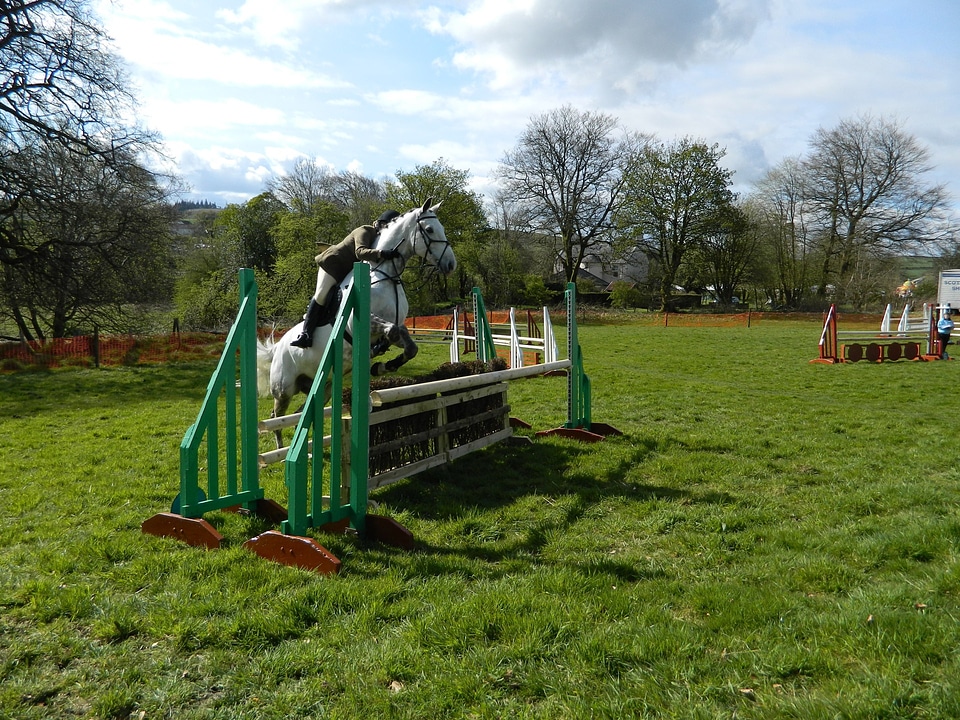 Jumping horses animal