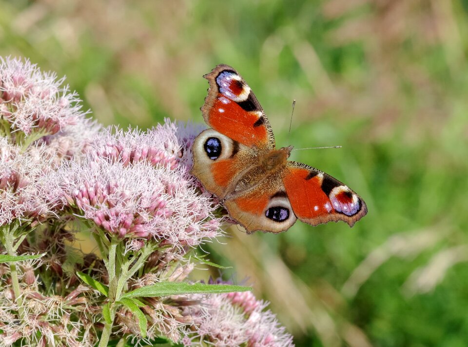 Dots peacock eye insect