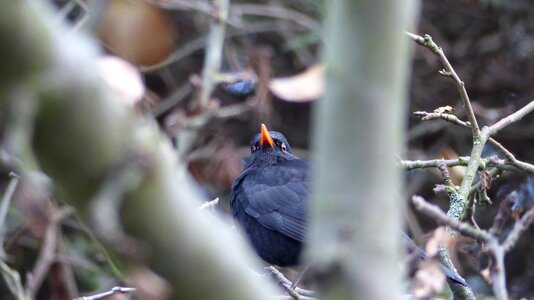 Bird animal nature photo