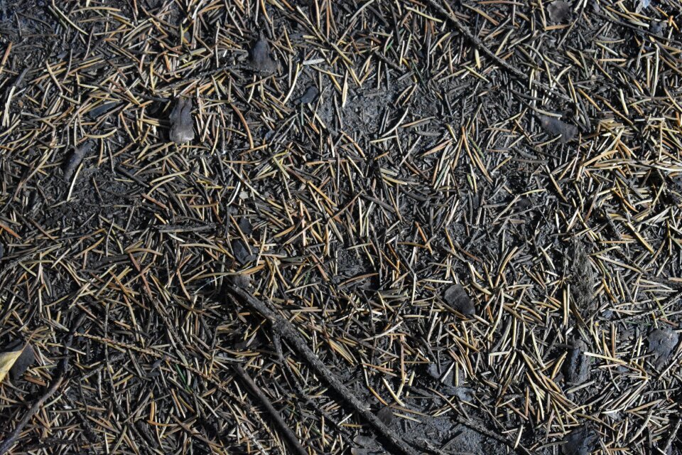 Fallen background texture