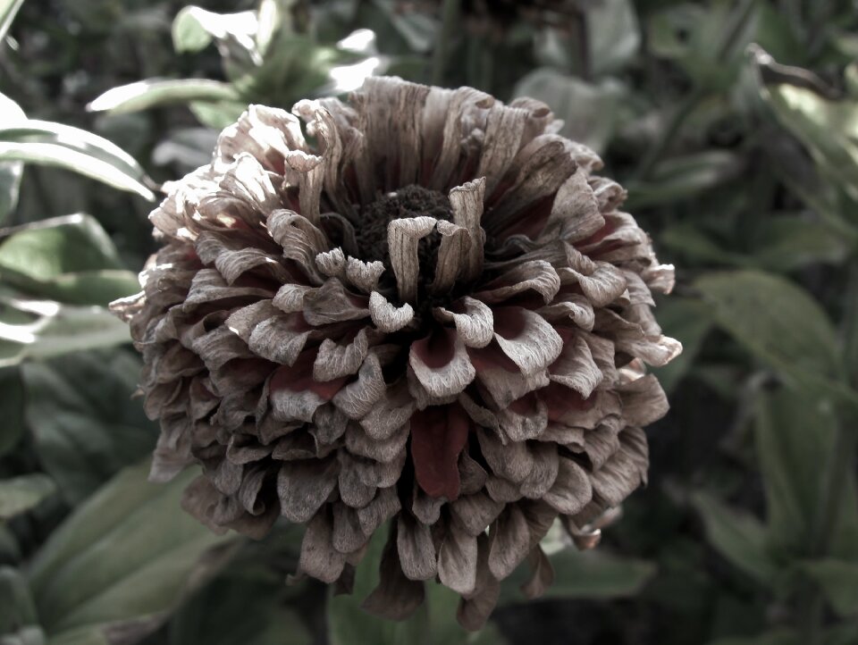 Faded nature flower garden