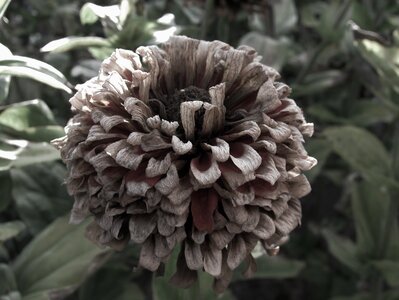 Faded nature flower garden