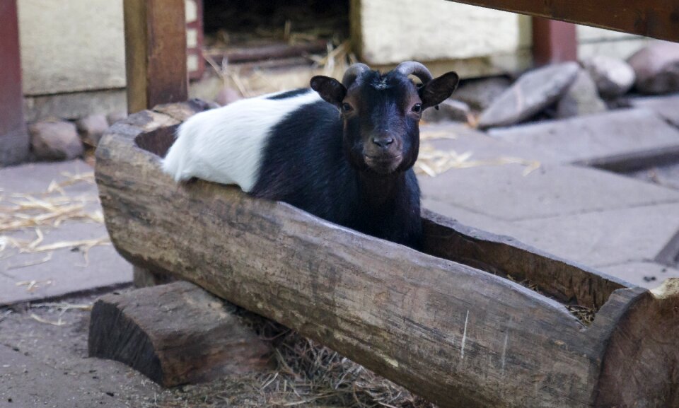 Funny mammal cattle