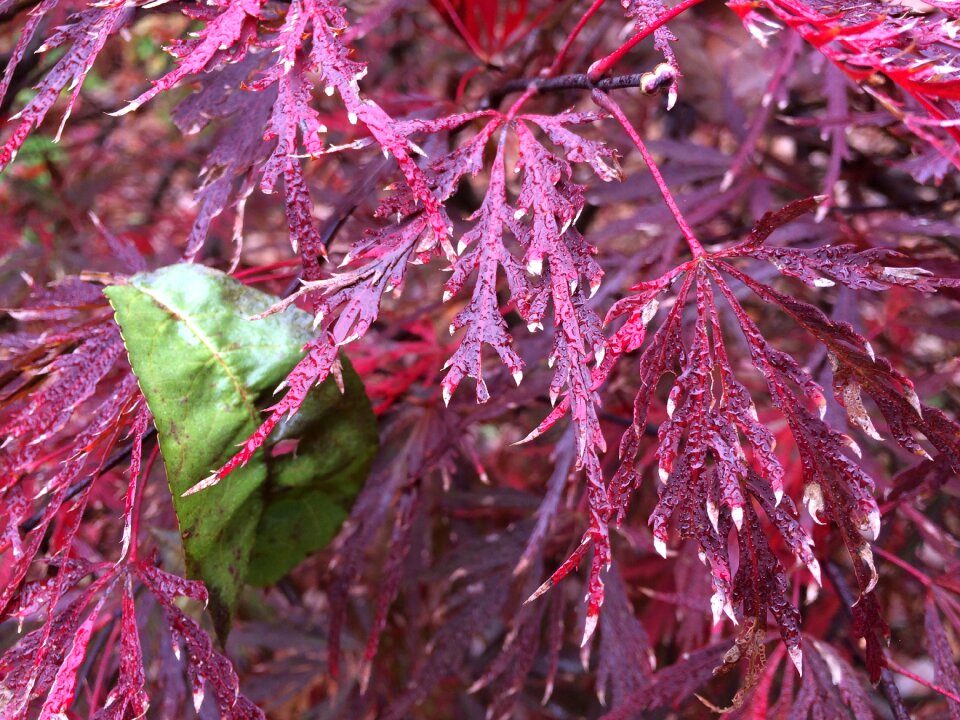 Leaves nature environment