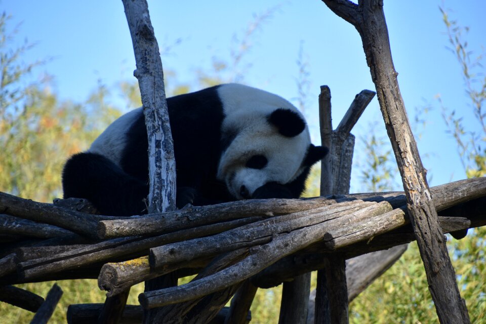 Mammals zoo bamboo