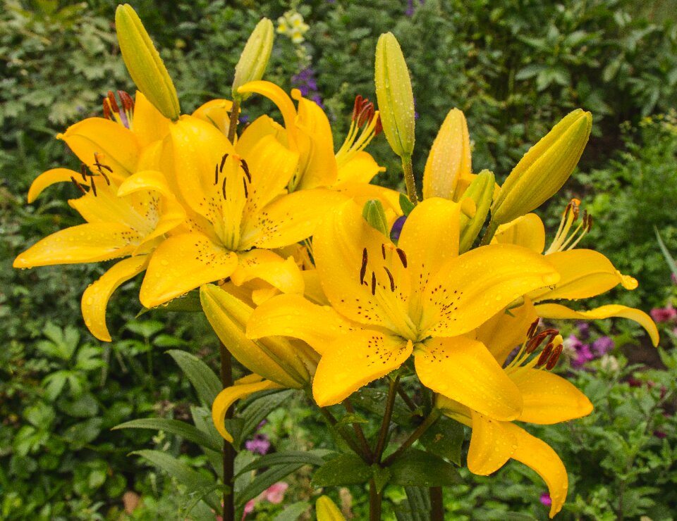 Yellow bloom nature